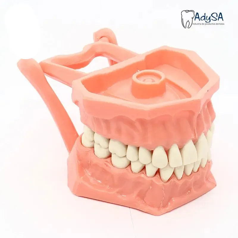 [ADY1] TIPODONTO ACRILICO ADULTO